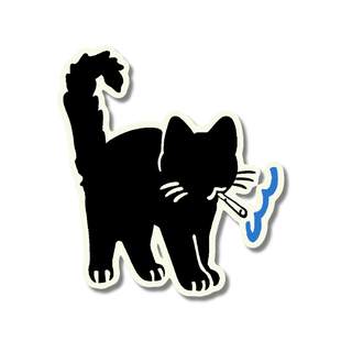 Black cat